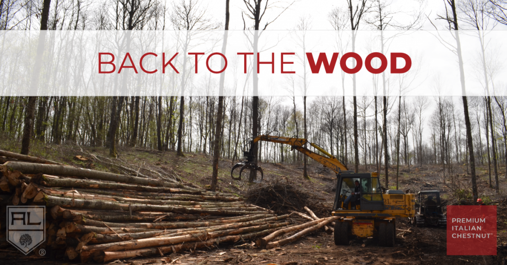 chestnut harvesting - back to the wood