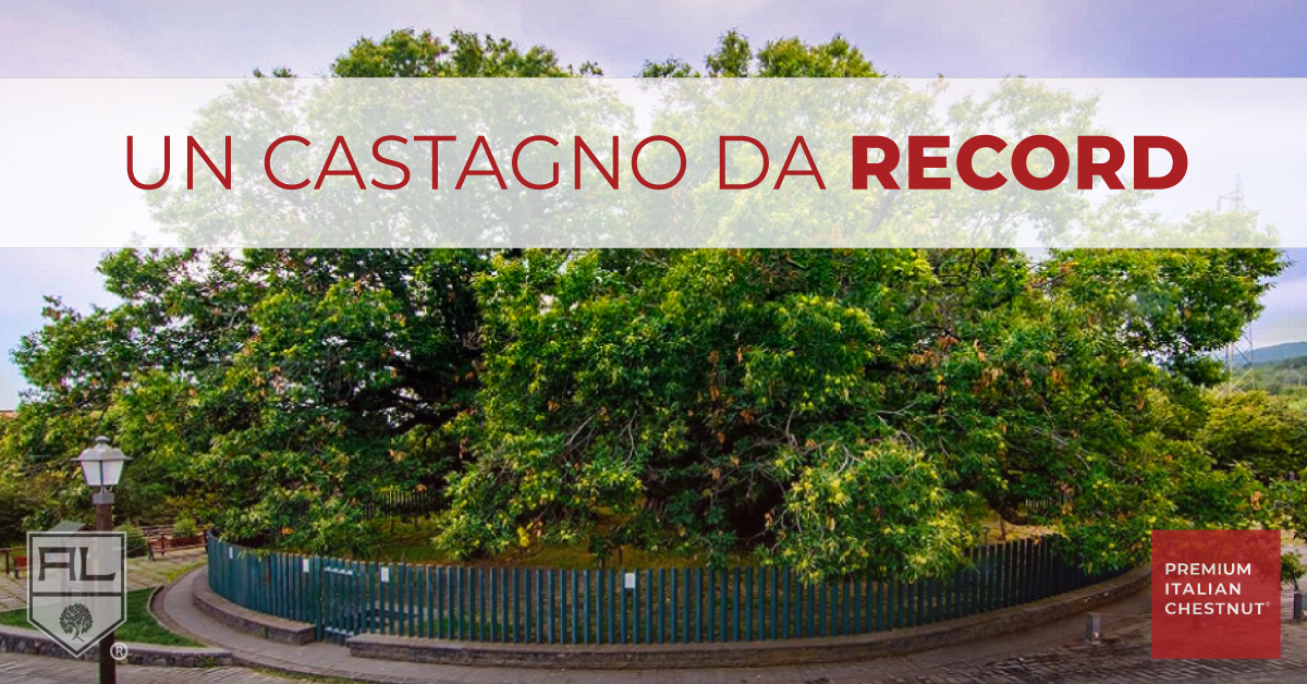 castagno_da_record_artenalegnami_quiz