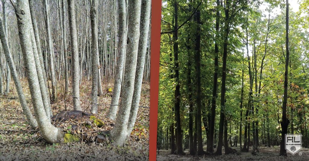 COPPICING IS SUSTAINABILITY - ARTENA LEGNAMI SRL - SAMPLES