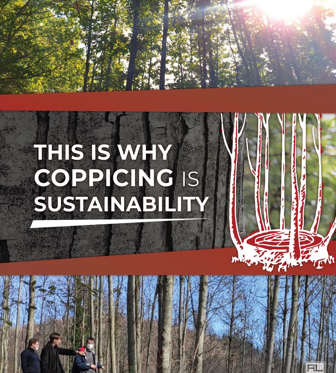 COPPICING IS SUSTAINABILITY - ARTENA LEGNAMI SRL - post