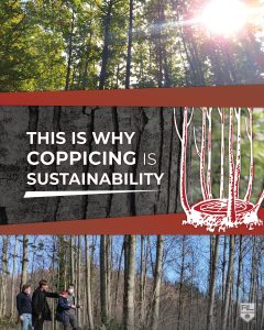 COPPICING IS SUSTAINABILITY - ARTENA LEGNAMI SRL - post